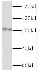 Western Blot: PWP2H Antibody - BSA Free [NBP3-46843] - HeLa cells were subjected to SDS PAGE followed by western blot with ( PWP2H Antibody) at dilution of 1:600