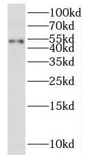 Western Blot PUS3 Antibody - BSA Free