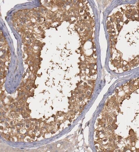 Immunohistochemistry PTTG1IP Antibody - BSA Free