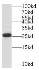 Western Blot PTTG1IP Antibody - BSA Free