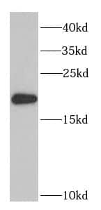 Western Blot: PTRH2 Antibody - BSA Free [NBP3-46846] - HEK-293 cells were subjected to SDS PAGE followed by western blot with (PTRH2 antibody) at dilution of 1:1000