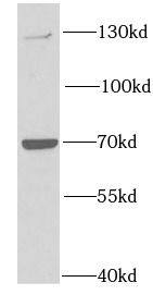 Western Blot PTP alpha/PTPRA Antibody - BSA Free