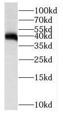 Western Blot: PTPN7 Antibody - BSA Free [NBP3-46849] - K-562 cells were subjected to SDS PAGE followed by western blot with (PTPN7 antibody) at dilution of 1:2000