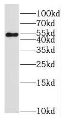 Western Blot: PTP4A1 Antibody - BSA Free [NBP3-46852] - MCF7 cells were subjected to SDS PAGE followed by western blot with (PTP4A1 antibody) at dilution of 1:800