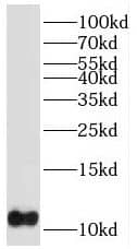 Western Blot: PTMS Antibody - BSA Free [NBP3-46853] - U-937 cells were subjected to SDS PAGE followed by western blot with (PTMS antibody) at dilution of 1:100
