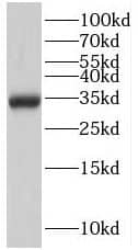 Western Blot: PTER Antibody - BSA Free [NBP3-46856] - HEK-293 cells were subjected to SDS PAGE followed by western blot with (PTER antibody) at dilution of 1:400
