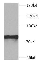 Western Blot: PTCD3 Antibody - BSA Free [NBP3-46857] - A549 cells were subjected to SDS PAGE followed by western blot with (PTCD3 antibody) at dilution of 1:1000