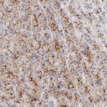 Immunohistochemistry PSMG3 Antibody - BSA Free