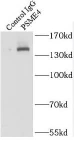 Immunoprecipitation PSME4 Antibody - BSA Free