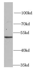 Western Blot: PSMD12 Antibody - BSA Free [NBP3-46863] - HepG2 cells were subjected to SDS PAGE followed by western blot with (PSMD12 antibody) at dilution of 1:1000