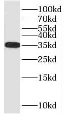 Western Blot: PSKH2 Antibody - BSA Free [NBP3-46867] - HepG2 cells were subjected to SDS PAGE followed by western blot with (PSKH2 antibody) at dilution of 1:600