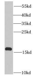 Western Blot: Prokineticin 2 Antibody - BSA Free [NBP3-46887] - HepG2 cells were subjected to SDS PAGE followed by western blot with ( Prokineticin 2 Antibody) at dilution of 1:1000