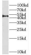 Western Blot: PRMT8 Antibody - BSA Free [NBP3-46890] - Neuro-2a cells were subjected to SDS PAGE followed by western blot with (PRMT8 Antibody) at dilution of 1:600