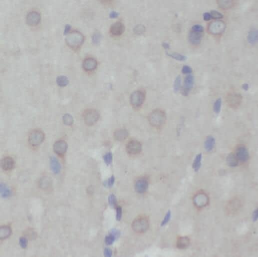 Immunohistochemistry: PRMT8 Antibody - BSA Free [NBP3-46890] - Immunohistochemistry of paraffin-embedded human brain using (PRMT8 antibody) at dilution of 1:50