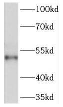 Western Blot PKA C beta Antibody - BSA Free