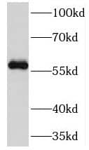 Western Blot: DNA Primase large subunit Antibody - BSA Free [NBP3-46895] - A375 cells were subjected to SDS PAGE followed by western blot with (DNA Primase large subunit antibody) at dilution of 1:500