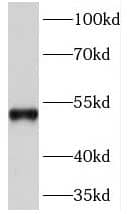 Western Blot DNA Primase small subunit Antibody - BSA Free
