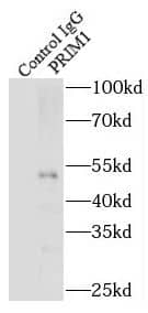 Immunoprecipitation DNA Primase small subunit Antibody - BSA Free