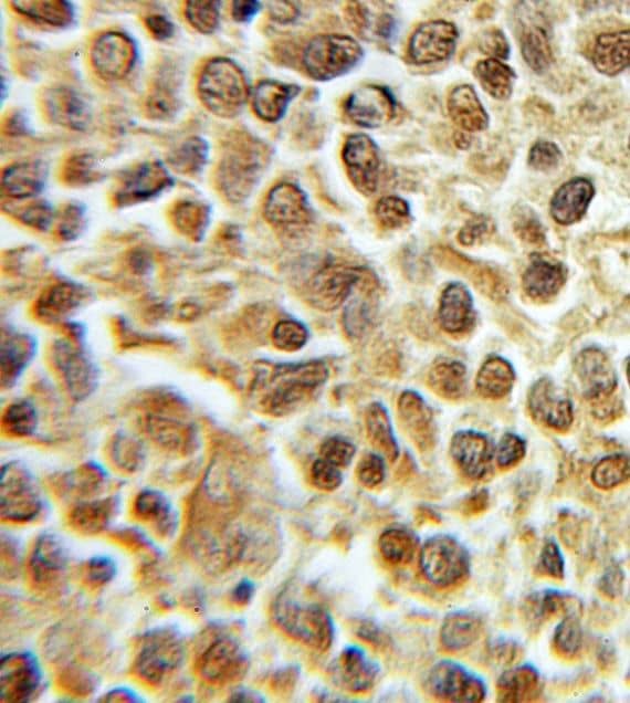 Immunohistochemistry DNA Primase small subunit Antibody - BSA Free
