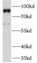 Western Blot PRICKLE1 Antibody - BSA Free