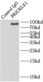 Immunoprecipitation: PRICKLE1 Antibody - BSA Free [NBP3-46898] - IP Result of anti-PRICKLE1 (IP:, 3ug; Detection: 1:1000) with mouse brain tissue lysate 7000ug.