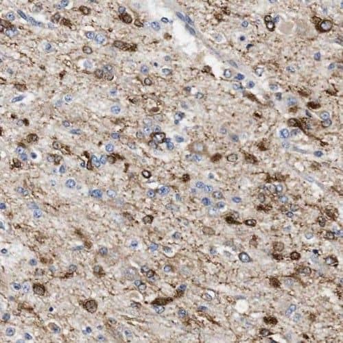 Immunohistochemistry PPM1K Antibody - BSA Free
