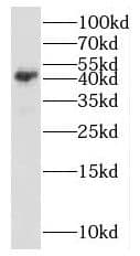 Western Blot: PPM1K Antibody - BSA Free [NBP3-46922] - Human brain tissue were subjected to SDS PAGE followed by western blot with (PPM1K antibody) at dilution of 1:500