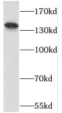 Western Blot PPFIA3 Antibody - BSA Free