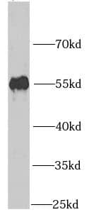 Western Blot: PPAN Antibody - BSA Free [NBP3-46926] - Mouse heart tissue were subjected to SDS PAGE followed by western blot with (PPAN antibody) at dilution of 1:1000