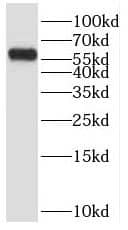 Western Blot POPDC3 Antibody - BSA Free