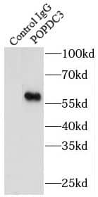 Immunoprecipitation POPDC3 Antibody - BSA Free