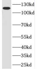 Western Blot POP1 Antibody - BSA Free