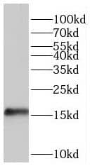 Western Blot: HSPC014 Antibody - BSA Free [NBP3-46936] - HeLa cells were subjected to SDS PAGE followed by western blot with (HSPC014 Antibody) at dilution of 1:2000
