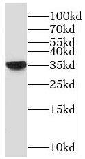 Western Blot: NAPG Antibody - BSA Free [NBP3-46945] - HepG2 cells were subjected to SDS PAGE followed by western blot with (NAPG antibody) at dilution of 1:1000