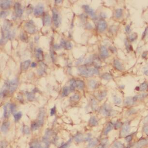 Immunohistochemistry NAPB Antibody - BSA Free