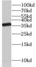 Western Blot NAPB Antibody - BSA Free