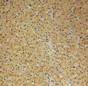 Immunohistochemistry NAP1L4 Antibody - BSA Free