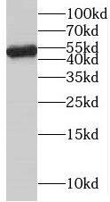 Western Blot NAP1L4 Antibody - BSA Free
