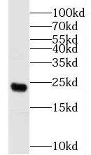 Western Blot: HEMK2 Antibody - BSA Free [NBP3-46953] - HEK-293 cells were subjected to SDS PAGE followed by western blot with (HEMK2 antibody) at dilution of 1:600