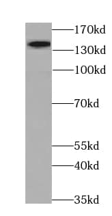 Western Blot MYPN Antibody - BSA Free