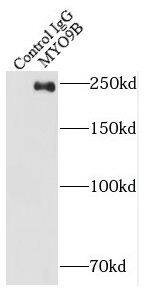 Immunoprecipitation MYO9B Antibody - BSA Free