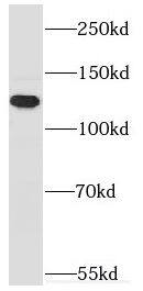 Western Blot Myosin 1E Antibody - BSA Free
