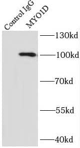 Immunoprecipitation Myosin-Id Antibody - BSA Free