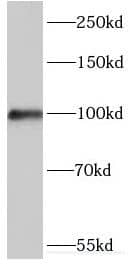 Western Blot Myosin-Id Antibody - BSA Free
