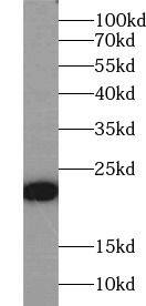 Western Blot Fast skeletal myosin light chain 2 Antibody - BSA Free
