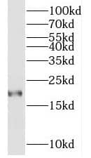 Western Blot: MYL7 Antibody - BSA Free [NBP3-46976] - Mouse heart tissue were subjected to SDS PAGE followed by western blot with (MYL7 antibody) at dilution of 1:800