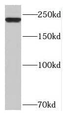 Western Blot: Myosin Heavy Chain 1 Antibody - BSA Free [NBP3-46984] - Transfected HEK-293 cells were subjected to SDS PAGE followed by western blot with (Myosin Heavy Chain 1 Antibody) at dilution of 1:1000