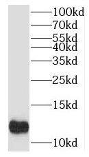Western Blot MYCBP Antibody - BSA Free