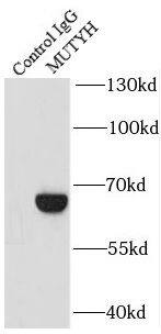 Immunoprecipitation: MYH Antibody - BSA Free [NBP3-46990] - IP Result of anti-MYH (IP:, 4ug; Detection: 1:500) with HeLa cells lysate 3440ug.