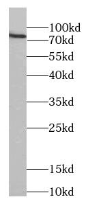 Western Blot Mkln1 Antibody - BSA Free